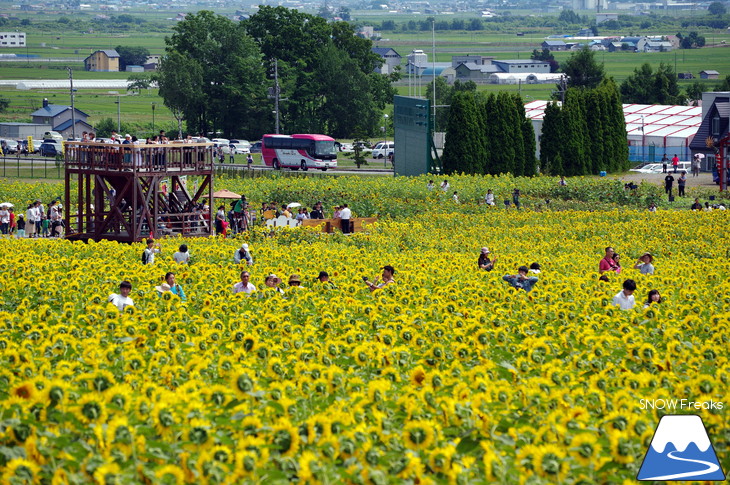 日本一のひまわり畑！北竜町ひまわりの里へカメラ旅